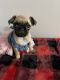 Pug Puppies for sale in Dayton, OH 45403, USA. price: $600