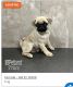 Pug Puppies for sale in Carrollton, TX, USA. price: $3,000