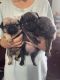 Pug Puppies for sale in Victorville, CA, USA. price: $600