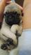 Pug Puppies for sale in Brooklyn, NY 11206, USA. price: NA