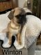 Pug Puppies for sale in Tracy, CA 95391, USA. price: $600