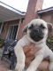 Pug Puppies for sale in Whittier, CA, USA. price: $100