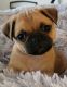 Pug Puppies for sale in Sykesville, MD 21784, USA. price: $1,000