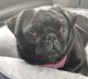 Pug Puppies for sale in Jacksonville, FL, USA. price: NA