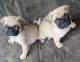 Pug Puppies for sale in Perris, CA 92571, USA. price: $300