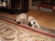 Pug Puppies for sale in New Castle, IN 47362, USA. price: $1,000