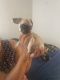 Pug Puppies for sale in San Antonio, TX 78213, USA. price: NA