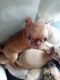 Pug Puppies for sale in Ephrata, WA 98823, USA. price: NA