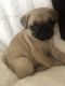 Pug Puppies for sale in Moreno Valley, CA, USA. price: $550