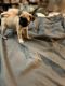Pug Puppies for sale in Cambridge, OH 43725, USA. price: NA