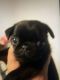 Pug Puppies for sale in SW Military Dr, San Antonio, TX, USA. price: $450