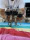 Pug Puppies for sale in Pearland, TX, USA. price: $650