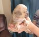 Pug Puppies for sale in Olin, NC 28660, USA. price: $800
