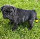 Pug Puppies for sale in Anchorage, AK 99514, USA. price: $500