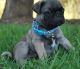 Pug Puppies for sale in Wilmington, DE 19899, USA. price: NA