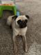 Pug Puppies for sale in Hurst, TX, USA. price: $800