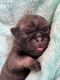 Pug Puppies for sale in Cleveland, TX, USA. price: NA