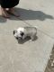 Pug Puppies for sale in Rockville, IN 47872, USA. price: $800