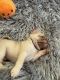 Pug Puppies for sale in Allentown, PA, USA. price: NA