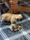 Pug Puppies for sale in 16076 Co Rd H, Wauseon, OH 43567, USA. price: $500