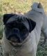 Pug Puppies for sale in Hillsboro, OR, USA. price: NA