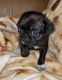 Pug Puppies for sale in Yukon, OK 73099, USA. price: $1,000