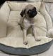 Pug Puppies for sale in Houston, TX, USA. price: $400