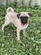Pug Puppies for sale in Dayton, OH 45403, USA. price: $400