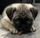 Pug Puppies for sale in Fairfield, CA, USA. price: $600