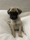 Pug Puppies for sale in Las Vegas, NV 89145, USA. price: $800
