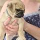 Pug Puppies for sale in Reading, PA, USA. price: NA