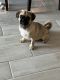 Pug Puppies for sale in Elk Grove, CA 95624, USA. price: NA