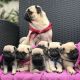 Pug Puppies for sale in Sanctuary, TX 76020, USA. price: NA