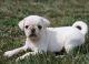 Pug Puppies for sale in Texas Rd, Marlboro, NJ, USA. price: NA