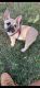 Pug Puppies for sale in Mississippi City, MS 39507, USA. price: $1,400