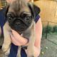 Pug Puppies for sale in San Antonio, TX, USA. price: $950