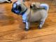 Pug Puppies for sale in Phoenix, AZ, USA. price: NA