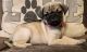 Pug Puppies for sale in Chicago, IL, USA. price: NA