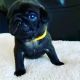 Pug Puppies for sale in Madison, AL, USA. price: NA