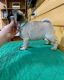 Pug Puppies for sale in Kern County, CA, USA. price: NA