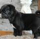 Pug Puppies for sale in Belvedere DA17, UK. price: 400 GBP