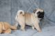 Pug Puppies for sale in Meridian, ID, USA. price: $1,800