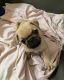 Pug Puppies for sale in New Albany, MS 38652, USA. price: $900