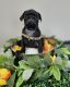 Pug Puppies for sale in East Dublin, GA 31027, USA. price: NA