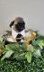 Pug Puppies for sale in East Dublin, GA 31027, USA. price: NA