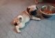 Pug Puppies for sale in Fort Smith, AR, USA. price: NA