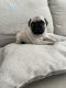 Pug Puppies for sale in Loma Linda, CA, USA. price: $650