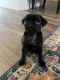 Pug Puppies for sale in Prescott Valley, AZ 86314, USA. price: $500