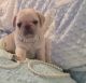 Pug Puppies for sale in Brewster, NY 10509, USA. price: $1,500