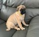 Pug Puppies for sale in Dundee, NY 14837, USA. price: NA